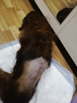 Послеоперационый Федя.jpg Послеоперационый Федя.jpg